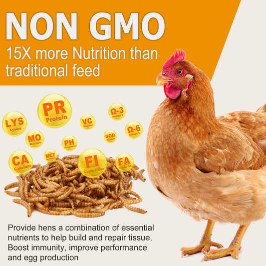 HATORTOP 5LB MealWorms for Chickens Treats Bulk